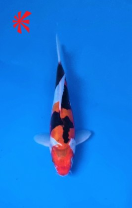 Ref TA052 Doitsu Showa Ref TA052 Doitsu Showa