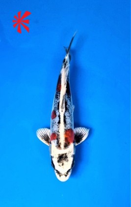 Ref TA053 Kikokuryu Ref TA053 Kikokuryu