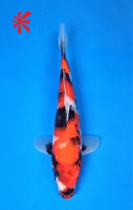 Ref TA054 Hi-Showa Ref TA054 Hi-Showa