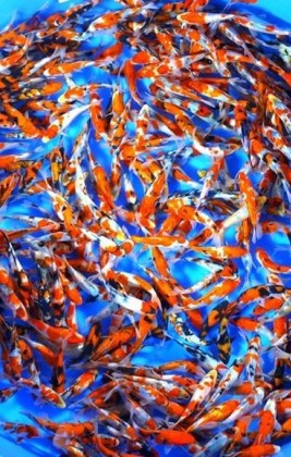 Japanese Premium Koi Direct 6-7"