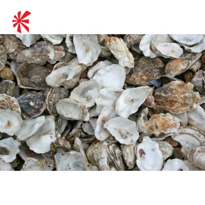 Premium Japanese Oyster Shells With Free Media Sack
