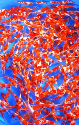 Ogata Koi Premium Selection 5-6" x 10 Koi Ogata Koi Premium Selection 5-6" x 10 Koi