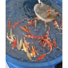 Norfine Culling Nets Norfine Culling Nets