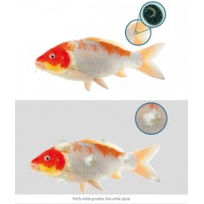 NT Labs Koi Care - Malachite NT Labs Koi Care - Malachite