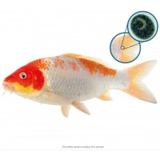 NT Labs Koi Care - Formaldehyde