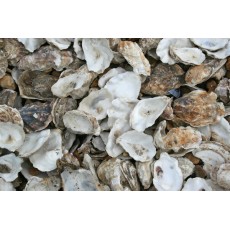 Premium Japanese Oyster Shells With Free Media Sack