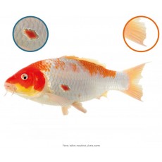 NT Labs Koi Care - Ulcer Swab