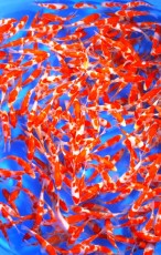Ogata Koi Premium Selection 5-6" x 10 Koi