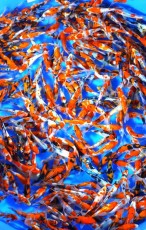 Ogata Koi Premium Selection 5-6" x 10 Koi