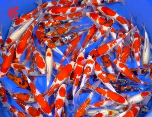 Ogata Ogata Koi Premium Selection 9-10