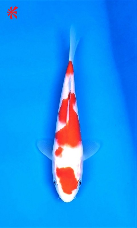 Ref 1022 - Maruten Kohaku
