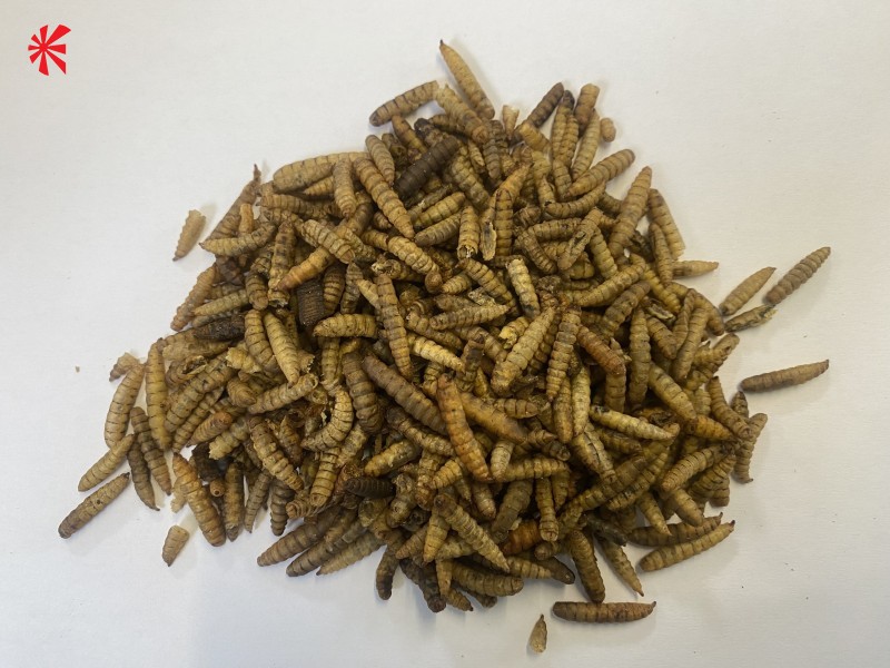 Roto Innovations Roto Koi Treats - Black Solider Fly