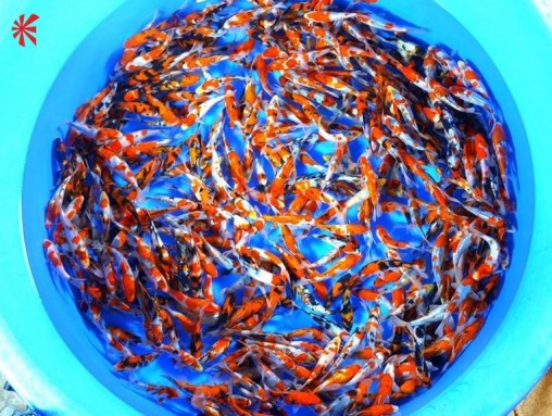 Japanese Premium Koi Direct 6-7