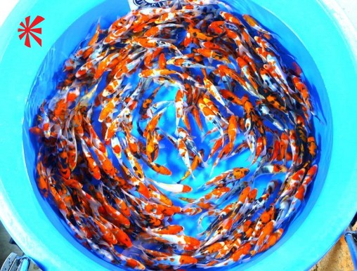 Ogata Ogata Koi Premium Selection 6-8
