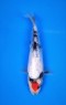 Ref 1009 - Ginrin Tancho Showa Ref 1009 - Ginrin Tancho Showa