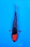 Ref 1024 - Tancho Goshiki - SOLD