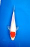 Ref 1027 - Tancho Kohaku - SOLD Ref 1027 - Tancho Kohaku - SOLD