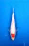 Ref 1028 - Tancho Kohaku - SOLD
