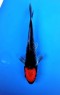 Ref 1036 - Tancho Goshiki - SOLD