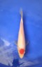 Ref 1046 Tancho Kohaku
