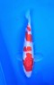 Ref TA012 Gin-rin Kohaku