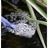 Blagdon Blagdon Liberty Solar Pond Oxygenator Kit