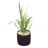 Velda Plant Basket