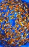 Ogata Ogata Koi Premium Selection 6-8