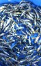 Ogata Ogata Koi Premium Selection 6-8